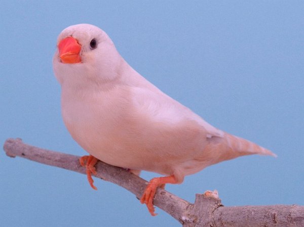 IS bruin pop P1296136